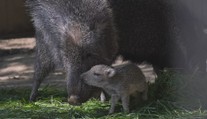 Jihlavská zoo se raduje. Narodilo se tam mládě kriticky ohroženého sudokopytníka