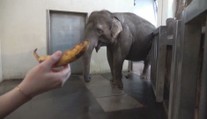 Slonice předvedla neuvěřitelný um. Chobotem za pár sekund oloupala banán