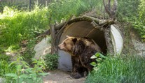 Nečekaná smrt ve známé zoo. Zemřel legendární medvěd Felix