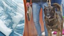 Žádní mazlíčci, tihle psi mají tvrdý režim, hledají drogy! VIDEO