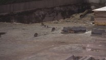 Potkani obtěžují lidi po skoro celých Pardubicích. Město slibuje deratizaci