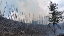 Zkáza, ohořelé kmeny a popel: Takto vypadá místo, kudy prošly plameny