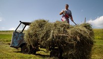Chovatele děsí sucho! Balík sena bude za tisíce, část zvířat utratí