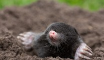 Krtci kvůli mírné zimě udeřili dřív, likvidují zahrady. RADY, jak je vypudit