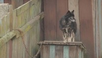 Konec řetězů a uvazování psů. Začne platit novela veterinárního zákona