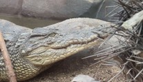 Zoo ve Dvorci u Borovan otevřela krokodýlí pavilon. V Česku jiný nenajdete