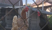 Ptačí chřipka se šíří! Veterináři našli ohnisko ve středních Čechách