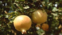 Exotika z květináče! Jak plody plné vitamínů vypěstovat doma