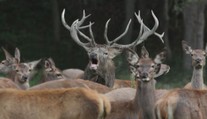 Děsivé zvuky z lesa. Myslivci ukázali, jak jeleni v říji lákají své družky