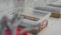 Google chce zaplavit USA komáry. Důvod je překvapivý