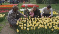 Pět tisíc květin o 20 různých barvách. První tulipánová farma v Česku pomáhá dětem
