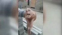 Co to má být?! Prasátku se mezi očima houpe obří penis! VIDEO