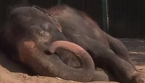 Slonice Kala bojuje v ústecké zoo o život. Naděje je malá