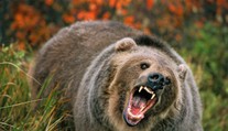 Děsivé svědectví: Lovec zázrakem přežil útoky zuřivého grizzlyho!