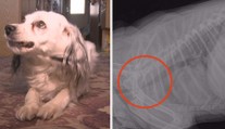 Nemocná fena záchranářka teď sama potřebuje pomoc