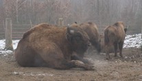 Olomoucká zoo zachraňuje zubry. Dvanáct z nich teď vypustila do volné přírody