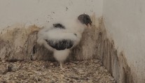 Ostravská zoo má nový přírůstek. Je jím mládě kondora královského