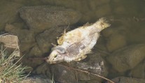 Kormoráni stále páchají rybářům škody. Stát prodlouží vyplácení kompenzací