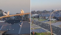 Jako z hororu! Pobřežní město v Austrálii obsadily tisíce papoušků