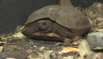 Úspěch pražské zoo! Narodilo se tam mládě vzácné želvy ostnité