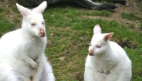 Kontroverzní krok české zoo. Nabídla lidem na sociálních sítích svá zvířata