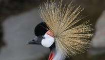 Ve slovenské zoo zemřelo vzácné zvíře. Ukamenovali ho opilí mladíci