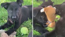 Policie ukázala nové psí parťáky. Jejich nepřítelem jsou zatím hračky