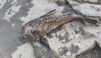 Muž vylovil z Vltavy monstrum! Podivná ryba mu uhynula v rukách