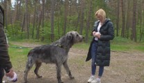 K Máchovu jezeru se sjeli vlkodavové. Jsou to něžní obři, tvrdí jejich páníčci
