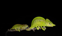 Vzácný chameleon žije! Odborníci objevili ztracené zvíře po 100 letech