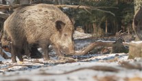 Divoká prasata jsou přemnožená. Způsobují škody zemědělcům i obcím a městům