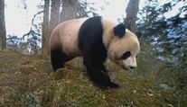 Sníh rozdováděl i pandy velké, jejich hrátky zachytila kamera