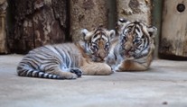 Pražská zoo poprvé představila malá tygřata! Jsou to dvojčata!