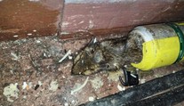 Známou restauraci v Krušných horách náhle zavřeli. Inspekce odhalila otřesné věci