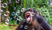 Chovatelé dali šimpanzům bublifuky. Fotky teď baví celý internet