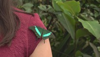 Jedovatá krása vás dostane! Můžete odhalit tajemství motýlího života