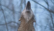 Moravští ochránci přírody slaví. Na Blanensku by se mohli usadit vlci