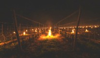 Mráz trápí i vinaře. Teploty pod nulou poškodily vinice v Česku