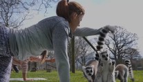 VIDEO: V Anglii cvičí jógu s lemury. Pojmenovali ji lemoga!