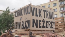 Další útok vlků. Zvířata roztrhala desítky ovcí, nebojí se chodit ani do centra obcí