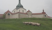Problémy se sečením  vyřešeny. Trávu pojídá stádo živých sekaček