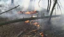 Lesy jsou kvůli vedru jako troud. Hasiči varují před požáry