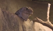 Zoo v Brně chystá odchov téměř vyhynulého leguána mangrovového