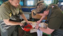 Jak vzniká nová generace sumců? Reportér nahlédl do rybí líhně