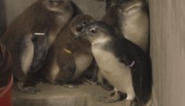 Zoo ve Dvoře Králové slaví. Poprvé v historii odchovali mláďata tučňáků brýlových