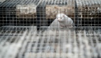 Ptačí chřipka začala zabíjet už i norky. Vědci se bojí přenosu na člověka