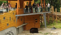 Návštěvníky pobouřil zraněný vlk ve výběhu medvědů. Zoo to vysvětluje