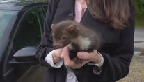 Mládě kuny pod kapotou vyděsilo rodinu. Dramatická záchrana měla šťastný konec