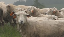 Vimperk nechal zastřelit ovci a jehně. Rozzuřil veterinářku i ochranáře