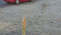 Ve Žďáru si vandal vylévá zlost na stromech. Nařezává jejich mladé kmeny